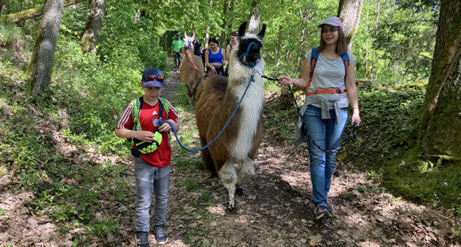 Lama-Trekking in den Haßbergen